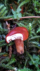 Lactarius subviscidus