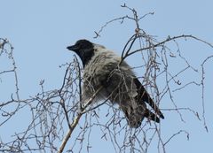 Corvus cornix