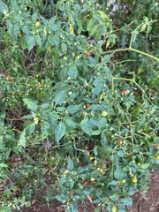 Capsicum frutescens