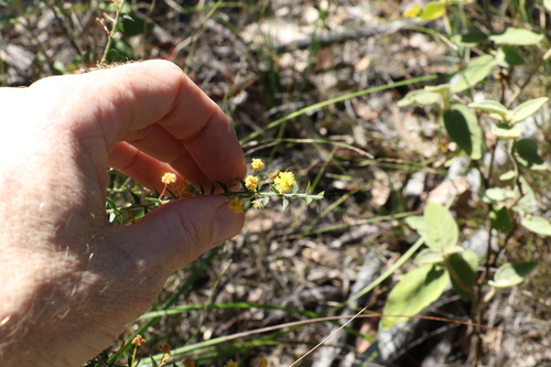 Image of Acacia amblygona by (c) Greg Tasney, some rights reserved (CC BY-SA)
