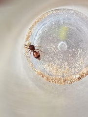 Pseudomethoca contumax