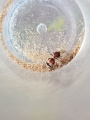 Pseudomethoca contumax