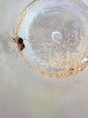 Pseudomethoca contumax