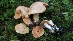 Cortinarius rubicundulus