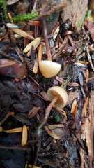 Galerina badipes