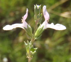 Stachys hyssopoides