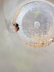 Pseudomethoca contumax