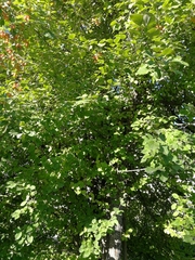 Malus baccata