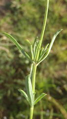 Stachys hyssopoides