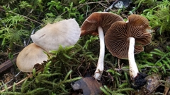 Cortinarius caninus