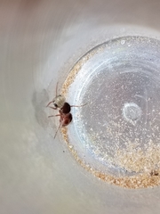 Pseudomethoca contumax