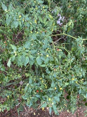 Capsicum frutescens