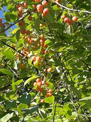 Malus baccata