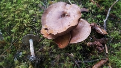 Cortinarius cyanites
