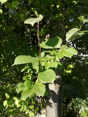 Malus baccata