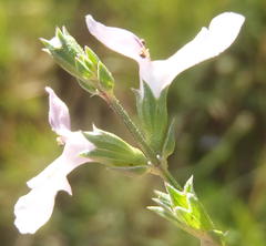 Stachys hyssopoides