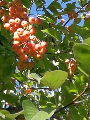 Malus baccata