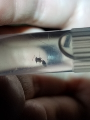 Crematogaster depilis