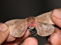 Cerodirphia rubripes