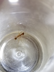 Aphaenogaster boulderensis