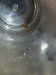 Aphaenogaster boulderensis