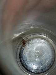 Aphaenogaster boulderensis