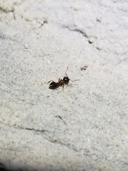 Crematogaster depilis