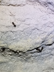 Crematogaster depilis