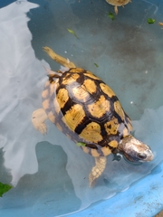 Terrapene carolina yucatana