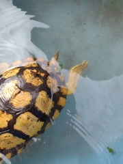 Terrapene carolina yucatana