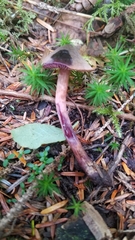 Cortinarius anthracinus