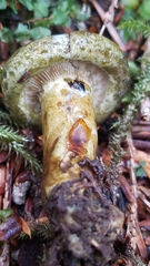 Lactarius olivaceoumbrinus