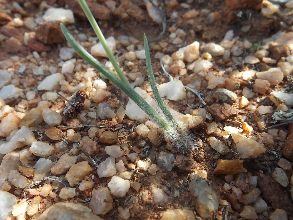 Albuca villosa, Springbok.