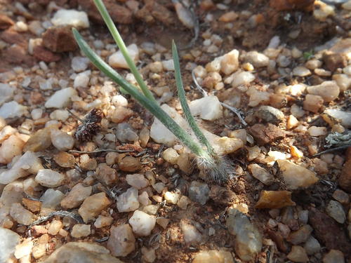 Albuca villosa