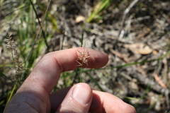 Aristida caput-medusae