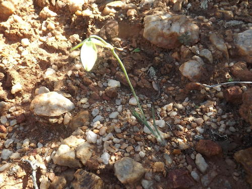 Albuca villosa
