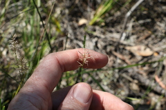 Aristida caput-medusae
