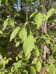 Carpinus cordata
