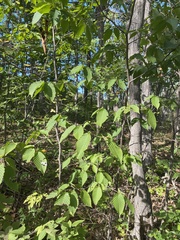Carpinus cordata
