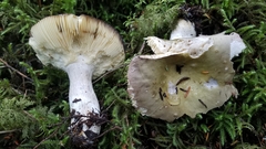 Russula occidentalis