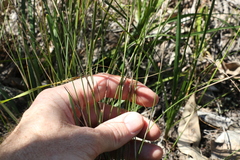Aristida caput-medusae