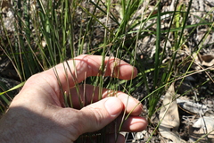 Aristida caput-medusae
