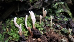 Clavulina castaneipes