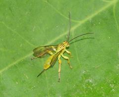 Theronia
