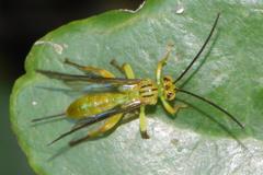 Theronia