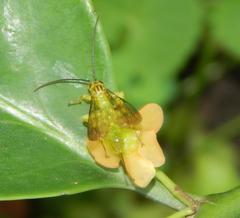 Theronia