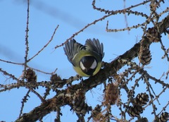 Parus major