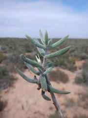 Crassula ammophila