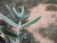 Crassula ammophila