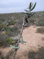 Crassula ammophila